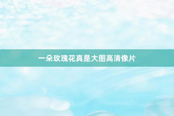 一朵玫瑰花真是大图高清像片